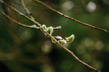 Branch of blooming willow on a green background. Willow branches. Tree for Christian Easter. Religious branches.