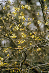 Willow branches. Tree for Christian Easter. Religious branches.