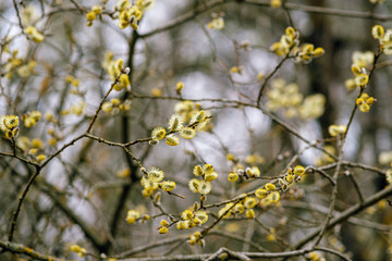 Willow branches. Tree for Christian Easter. Religious branches.