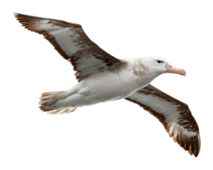 Majestic albatross in flight oceanic waters wildlife natural environment aerial avian beauty cut out png