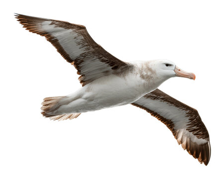 Majestic albatross in flight oceanic waters wildlife natural environment aerial avian beauty cut out png