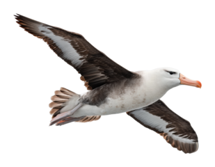 Majestic albatross soars over ocean waves nature aerial coastal environment cut out png