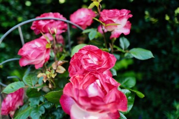 pink roses in garden