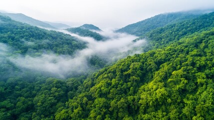 Misty Mountain Forest Aerial View of Lush Green Canopy, Nature, Landscape Photography, Drone Shot Nature Photography, Aerial Photography