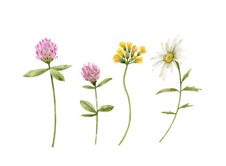 Set of watercolor illustrations of wild flowers on white background. Hand painted for design and invitations.