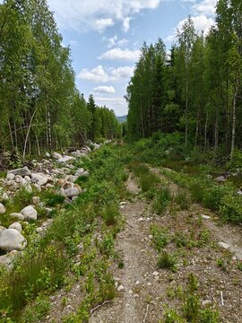 An abandoned gravel road cutting through dense forest in &Aring;sberget mountain near &Ouml;rnsk&ouml;ldsvik, northern Sweden. The road is overgrown with grass and wild plants, and surrounded by stones and trees 