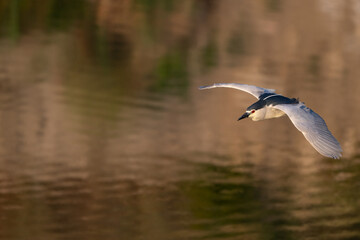 A red-eyed heron flies gracefully above the water's surface. The soft, blurred colors in the...