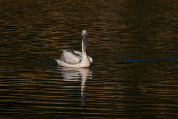 A lone pelican swims on the golden-colored water. The bird's clear reflection on the water and the...