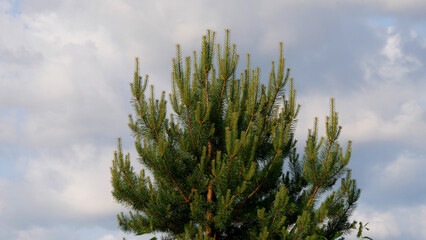 The top of a spruce tree with cones on branches against the sky
