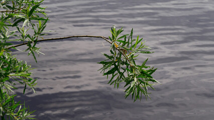 A branch with green leaves above the water