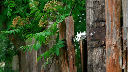 old wooden fence, green leaves