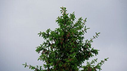 The top of a spruce tree with cones on branches against the sky