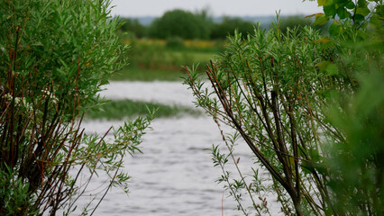 Nature, green plants on the riverbank