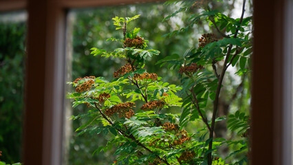 View of the green forest through a wooden window. A sunny summer day