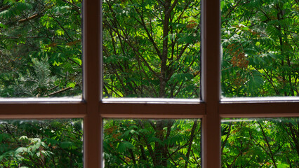 View of the green forest through a wooden window. A sunny summer day