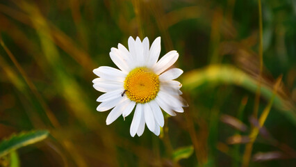 Ant on a Chamomile, nature