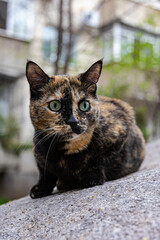 Close-up of a tortoiseshell cat with green eyes lying on a stone surface in an urban courtyard