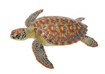 A vibrant hawksbill sea turtle, isolated on transparent background, showcases its intricate shell pattern