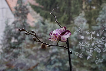 colorful orchid on window looking outside