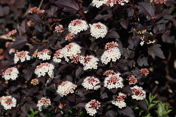 Sweden. Physocarpus opulifolius, known as common ninebark, Eastern ninebark, Atlantic ninebark, or...