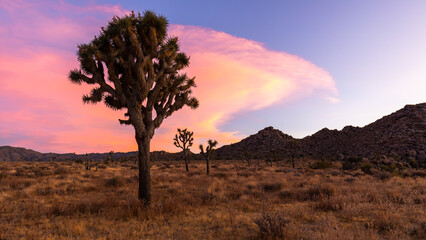 Obraz premium Joshua Tree in Desert Landscape at Sunset with Vibrant Sky
