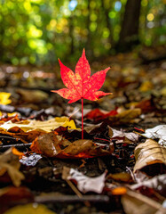 Vibrant red maple leaf stands tall amidst fallen foliage, capturing the essence of autumn. Symbolizes resilience, change, and the beauty of nature. Ideal for seasonal themes.