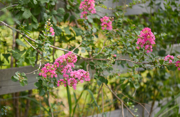 Flowers that are blooming in the back yard!