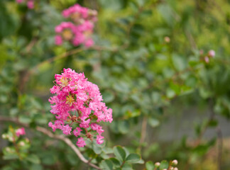 Flowers that are blooming in the back yard!