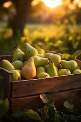 Green pears harvested in a wooden box in an orchard with sunset. Natural organic fruit abundance. Agriculture, healthy and natural food concept. Vertical composition.
