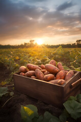 Sweet potatoes harvested in a wooden box with field and sunset in the background. Natural organic fruit abundance. Agriculture, healthy and natural food concept. Vertical composition.