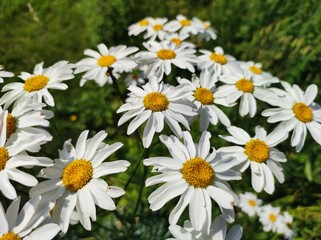 daisies in a garden
