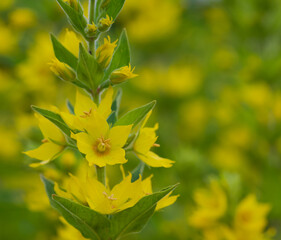 Beautiful close-up of lysimachia punctata