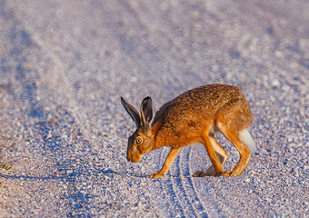 Funny looking Hare - Lepus europaeusin the field.