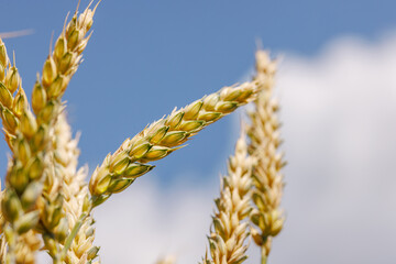Closeup of Wheat Ears Against Blue Sky – Agriculture, Harvest, Farm Crop, Cereal Field Background