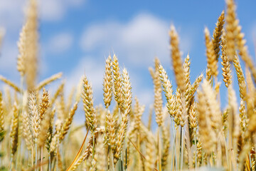 Golden Wheat Field Closeup with Blue Sky – Summer Harvest, Agriculture, and Farming Background