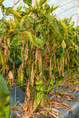 Problem of whitefly effect on leaves and branches of vegetables plants in field inside greenhouses,...