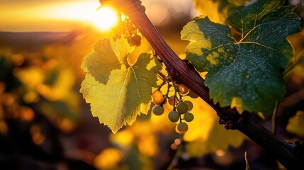 Sunlit Vineyard with Dewy Grapevines and Golden Sunset Glow