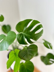 Monstera leaf with natural light and soft shadows