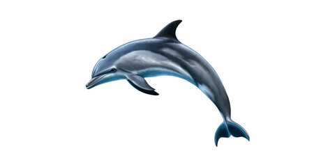 Realistic dolphin illustration with smooth features isolated on transparent background