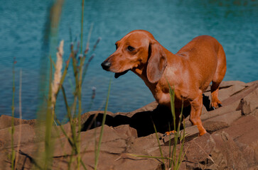 landscape photo of dachshund dog on lakeside