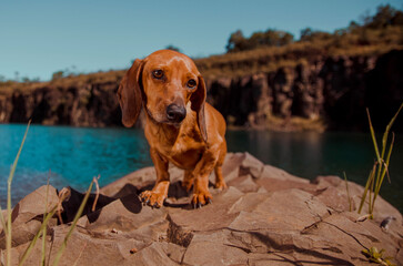 landscape photo of dachshund dog on lakeside
