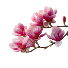 Magnolia flower blooming nature park springtime tranquil setting cut out png