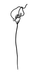 Flower one line monochrome. Calla flower hand drawing. Not AI, Vector illustration.