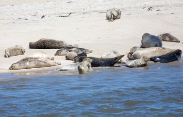 Fototapeta premium Group of Seals Resting on Rocky Shoreline by Calm Blue Water Under Bright Sunlight