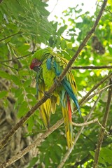 green macaw in Costa Rica
