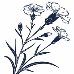 black and white white dianthus flowers