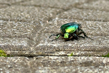 Top-down view of a green rose chafer beetle (Cetonia aurata), also known as the metallic green May...