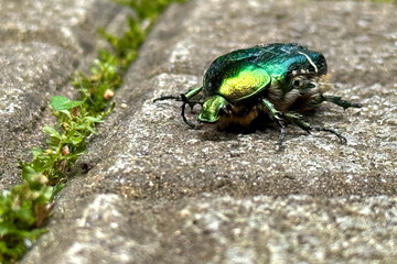 Top-down view of a green rose chafer beetle (Cetonia aurata), also known as the metallic green May...