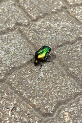 Top-down view of a green rose chafer beetle (Cetonia aurata), also known as the metallic green May...
