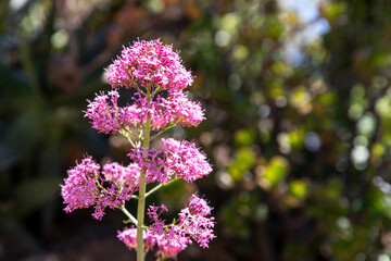 Obraz premium Charming pink flowers, Centranthus ruber, macro, there is space for text